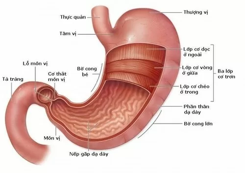 Làm thế nào phát hiện bệnh co thắt tâm vị?
