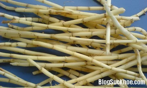 Rễ cỏ tranh chữa suy thận