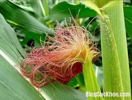 Bài thuốc đông y hỗ trợ điều trị viêm bàng quang