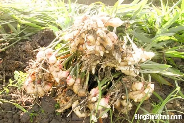 Vị thuốc đặc hiệu từ củ gừng