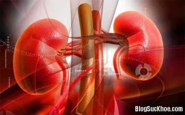Quá trình đào thải thuốc ở thận