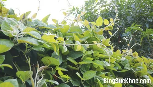 Cách dùng dây mơ leo làm thuốc