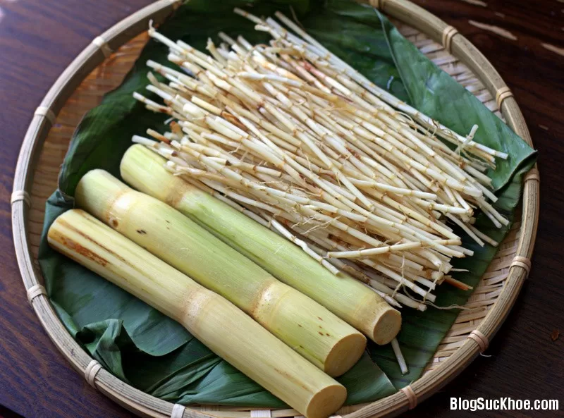 Cây lá vườn nhà trị chảy máu mũi hiệu quả