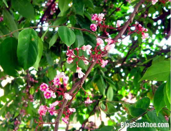 Lá khế chữa dị ứng, nổi mề đay hiệu quả