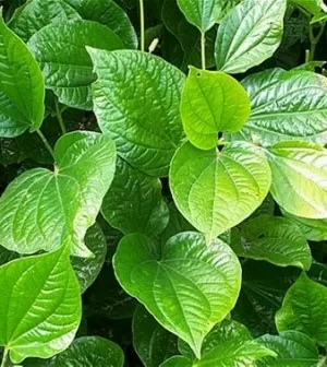 Những bài thuốc dân gian giúp chữa bệnh từ lá lốt