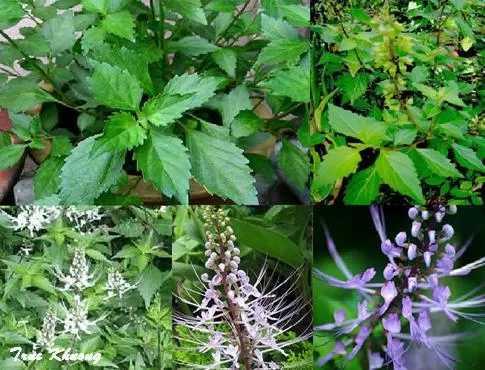 Tìm hiểu cây râu mèo - thông tiểu, trừ sỏi thận