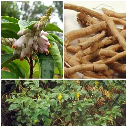 Vị thuốc an thần, chữa ho đơn giản từ cây viễn chí