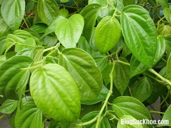 Lá trầu không chữa nhức đầu do thay đổi thời tiết