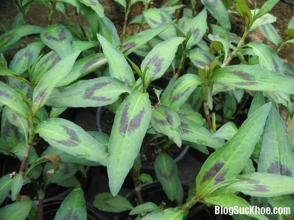 Những tác dụng phụ khi ăn rau răm