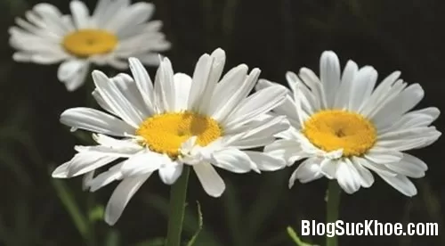 Y học cổ truyền dùng hoa cúc chữa bệnh