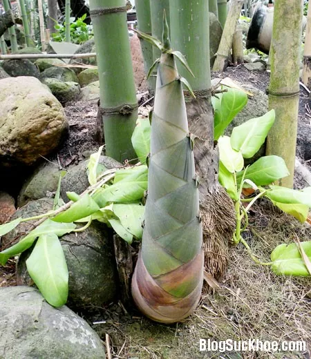 Măng tre chữa ho, viêm họng
