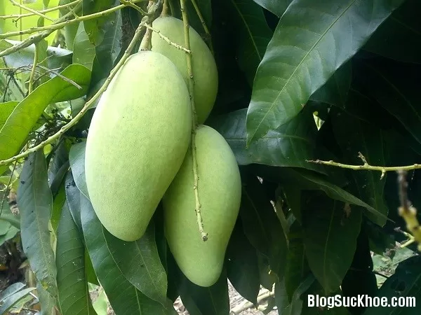 Chữa "bách bệnh" với xoài