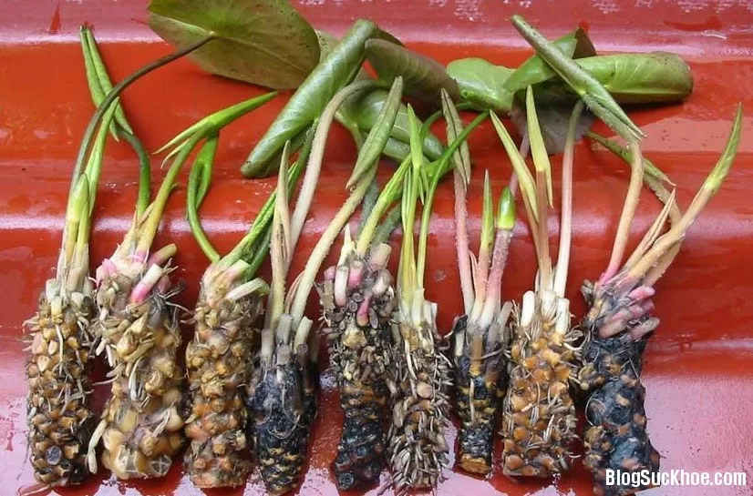 Bài thuốc từ củ súng giải cảm, chữa ho