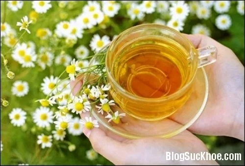 Trà dược giúp chữa tiêu chảy hiệu quả