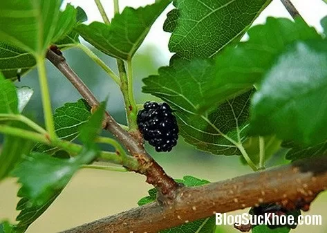 Bài thuốc dân gian hỗ trợ điều trị bệnh gút