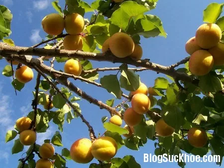 Quả mơ chữa bệnh ít người biết