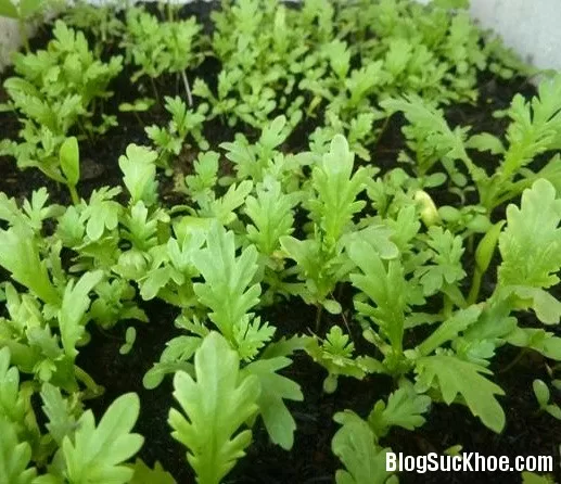 Cách ăn rau cải cúc chữa bệnh hữu hiệu