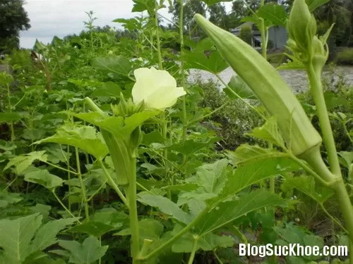 Món ngon, thuốc quý từ đậu bắp