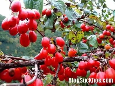 Bài thuốc giải cứu khi "cậu nhỏ" ỉu xìu