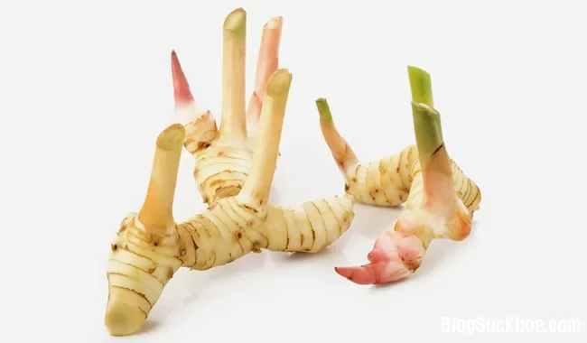 Bài thuốc chữa cảm sốt, chữa ho với riềng