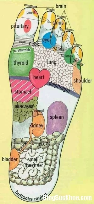 Phương pháp massage bàn chân giúp chữa bệnh