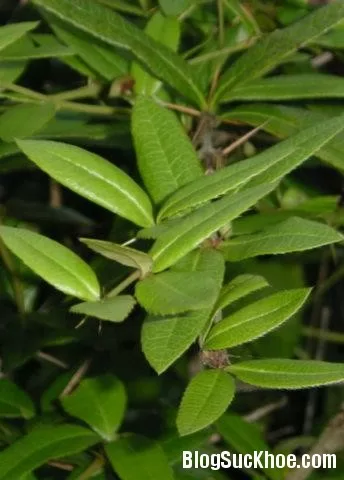 Cây hoàng mộc chữa đau răng
