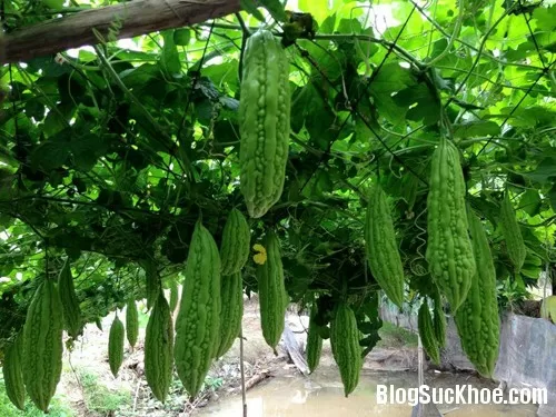 Lợi ích và tác hại của mướp đắng đối với sức khỏe