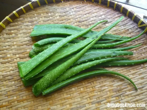 Cách dùng nha đam hạn chế nám và tàn nhang