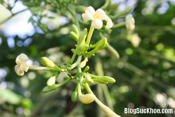 Y học cổ truyền phòng và trị bệnh ho gà