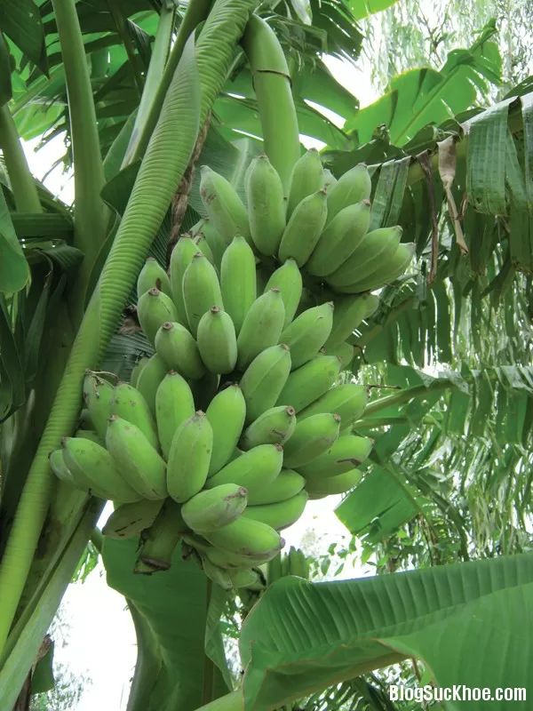 Món ăn kiêm dược liệu từ chuối xanh
