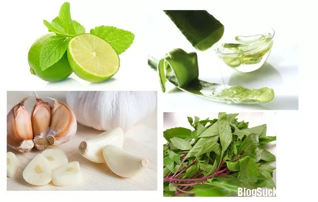 4 phương pháp tự nhiên trị côn trùng cắn