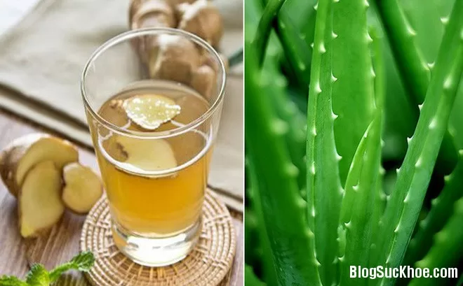 Lợi ích của trà gừng nha đam