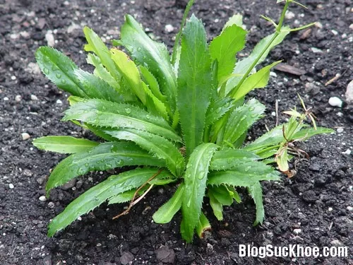Một số bài thuốc dân gian từ mùi tàu