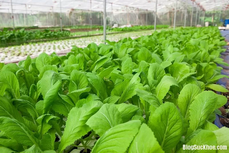 Danh sách những loại rau không nên ăn nhiều vào mùa hè