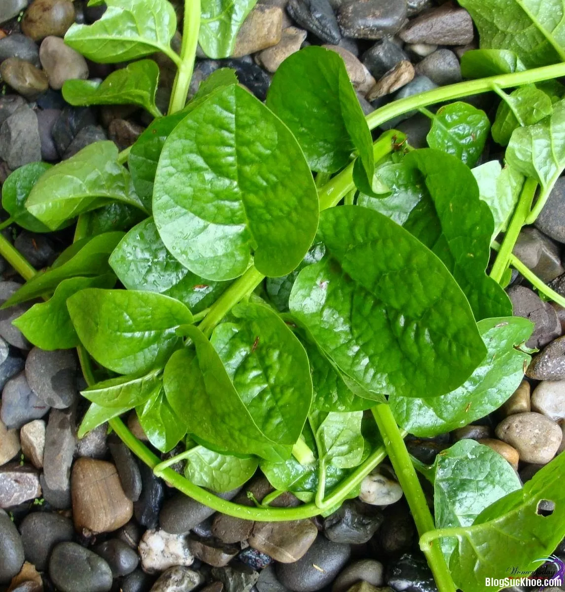 Những món ăn bổ dưỡng từ mồng tơi