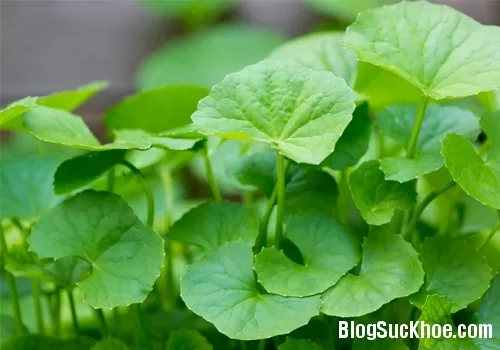 Chữa rôm sảy, mẩn ngứa với rau má