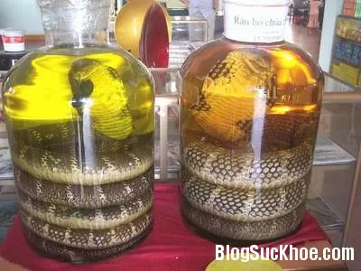 Ngâm rượu rắn cần lưu ý những điều này