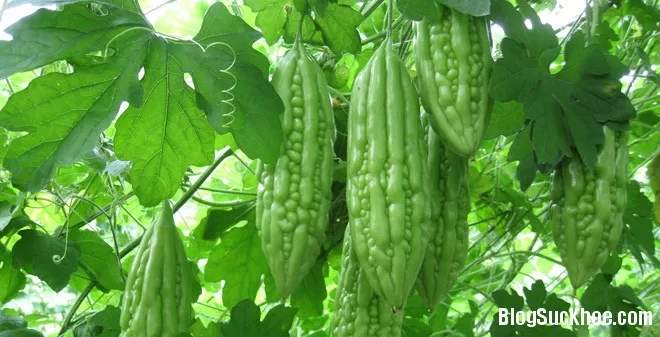 Mướp đắng tốt cho sức khỏe nhiều người chưa biết