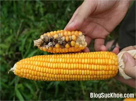 Những hiểu lầm về thực phẩm biến đổi gen phổ biến bạn nên biết