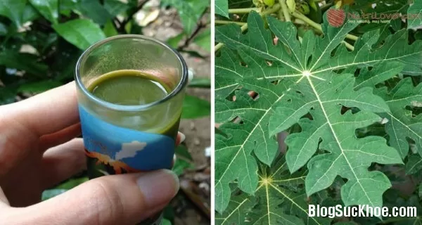 9 lợi ích sức khỏe khi uống nước lá đu đủ