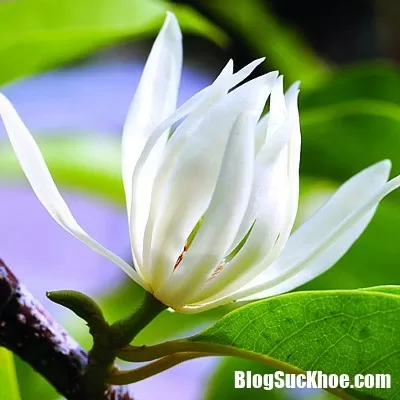 Cách dùng hoa ngọc lan chữa ho đơn giản mà hiệu quả không ngờ