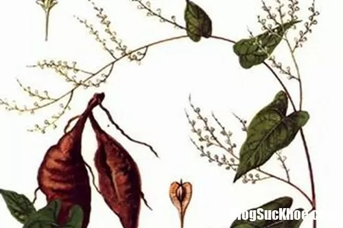 Hết rụng tóc nhờ bài thuốc cổ truyền