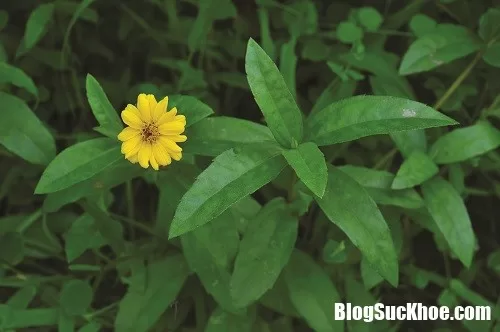 Các loại cây lá chữa bệnh ngoài da mùa hè