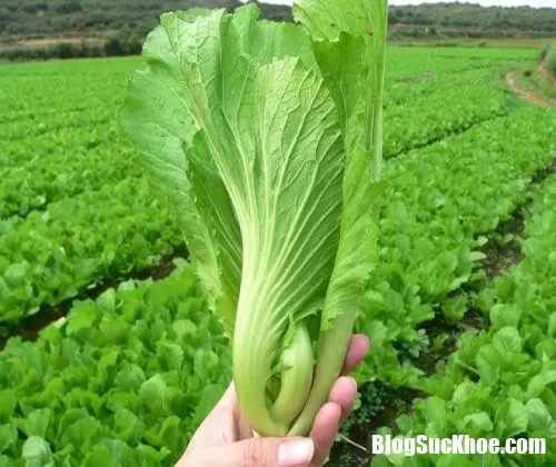 Những lợi ích bất ngờ đối với sức khỏe của rau cải bẹ