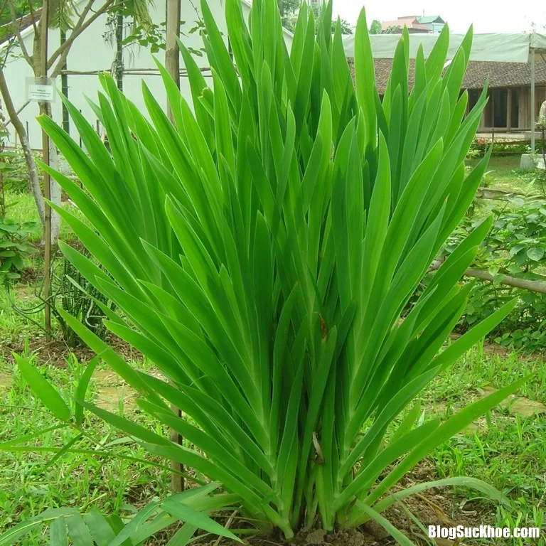 Cây rẻ quạt trị viêm họng hiệu quả không ngờ