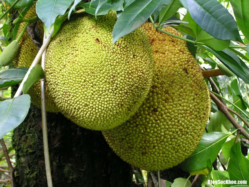 Người bị bệnh dạ dày có nên ăn mít ?