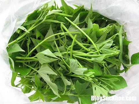 Công dụng chữa bệnh của rau khoai lang