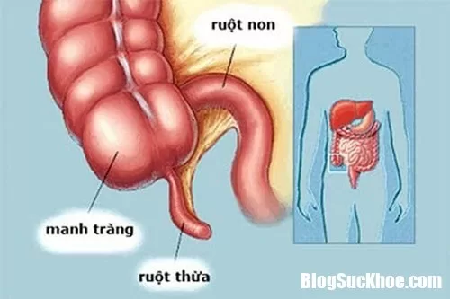 Chức năng của ruột thừa trong hệ tiêu hóa