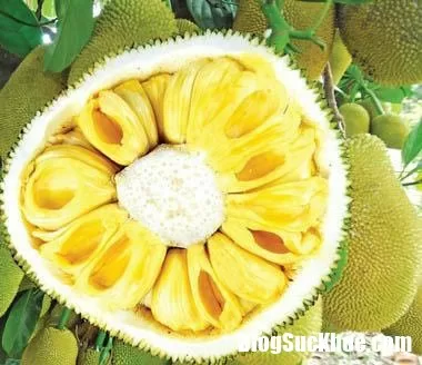 Phòng đau tim, đột quỵ bằng cách ăn mít thường xuyên