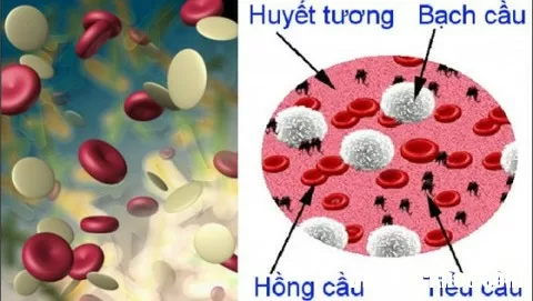 Giảm tiểu cầu nguyên nhân do đâu ?